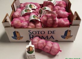 西班牙: 紫蒜完成播種